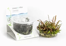 Hygrophila pinnatifida - In Vitro Cup  