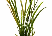 Vallisneria sp. 'Rubra' - PS
