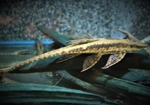 STEURMEERVAL PARAGUAY