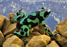 DENDROBATES AURATUS GREEN (EU-BRED)