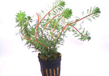 Myriophyllum brasiliensis terracotta rin