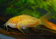 BRONZEN PANTSERMEERVAL ALBINO