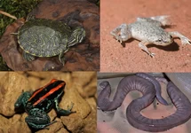 Amphibie & Schildkröte