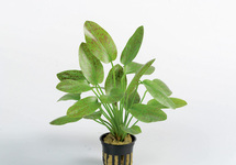 Echinodorus 'Ozelot Green' - PE