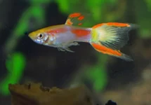 ENDLER GUP YELLOW LASER TAIL MAN