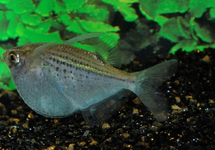 POISSON HACHETTE TACHETÉ