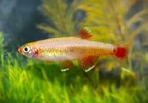CHINESE DANIO GOUD