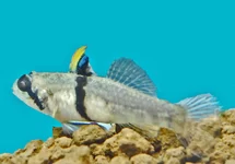 NEUSHOORNGRONDEL