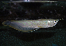 SILVER AROWANA