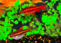 PUNTIUS (ROHANELLA) TITTEYA M