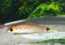 ALGENETER RETICULATUS GOUD
