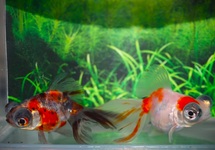 FANTAIL BUTTERFLY MIX