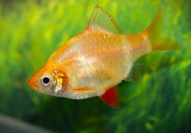 ALBINO SUMATRAAN