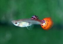 GUPPY SNAKESKIN ROUGE (FEMELLE)