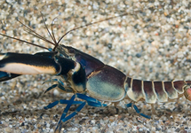 THUNDERBOLT KREEFT