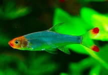 NAAKTE RASBORA