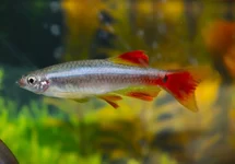 Tanichthys