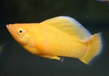 HOOGVINKARPER ORANJE