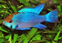 ANTENNEBAARSJE ELECTRIC BLUE