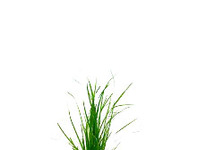 Cyperus helferi in bos