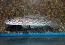 SLANGEKOPVIS QUINQUEFASCIATA