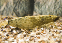 AZIATISCHE WAAIERHANDGARNAAL