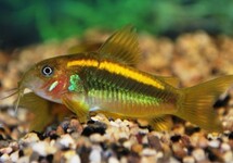 PANTSERMEERVAL ORANGE LASER