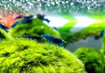 NEOCARIDINA DAVIDI BLUE DIAMOND M
