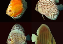 DISCUS MIX