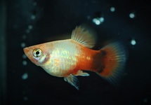 PLATY NEON BLANC ORANGE MICKEY