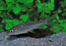 GOLDEN MAHSEER