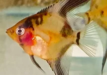 MAANVIS GHOST BLUSHING