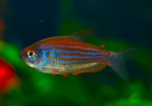 PIRANGA ZALM
