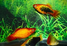 PLATY NEON MIX