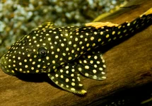 L018 GOLD NUGGET PLECO
